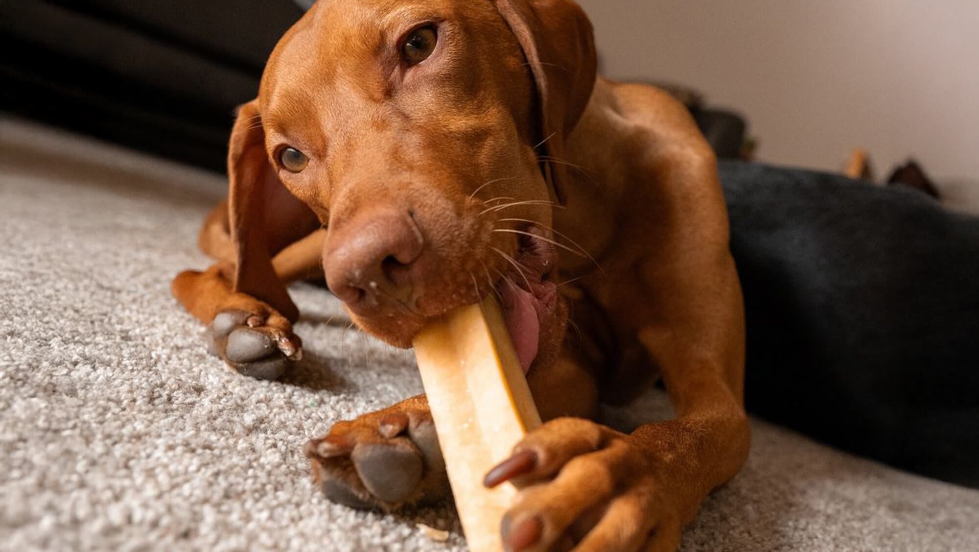 The Benefits of All-Natural Dog Treats: Why Less is More