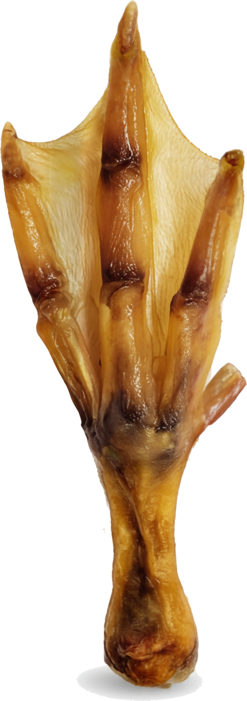 A single whole duck foot