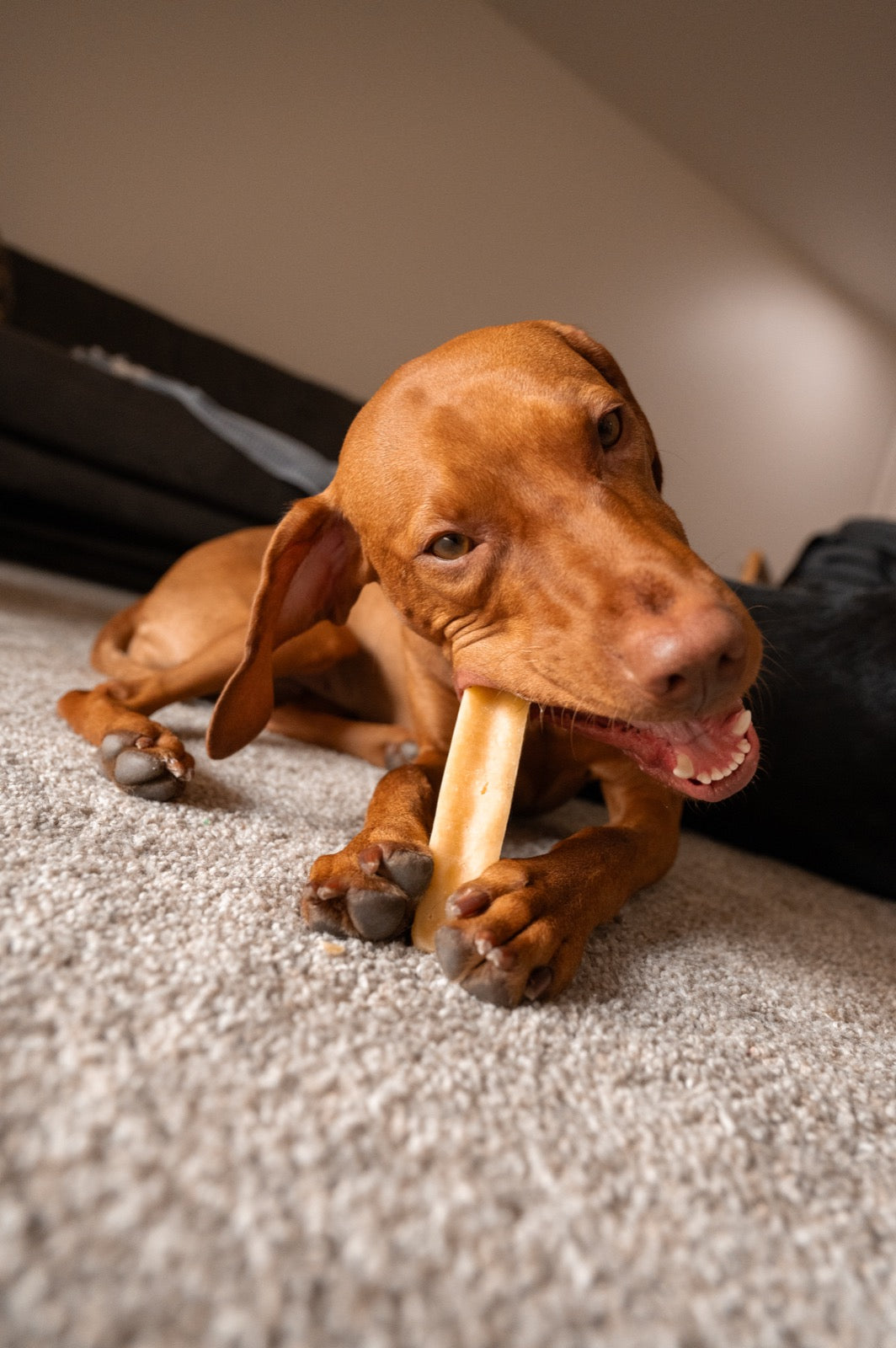 Real customer dog with Fetcheroni yak chew