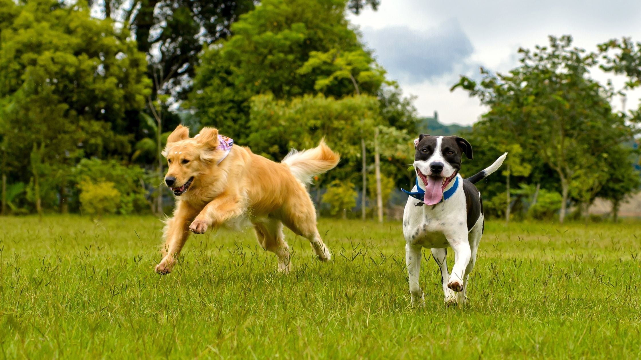 Unlock Collagen Benefits: Dog Treats That Heal Joints and Keep Pets Active