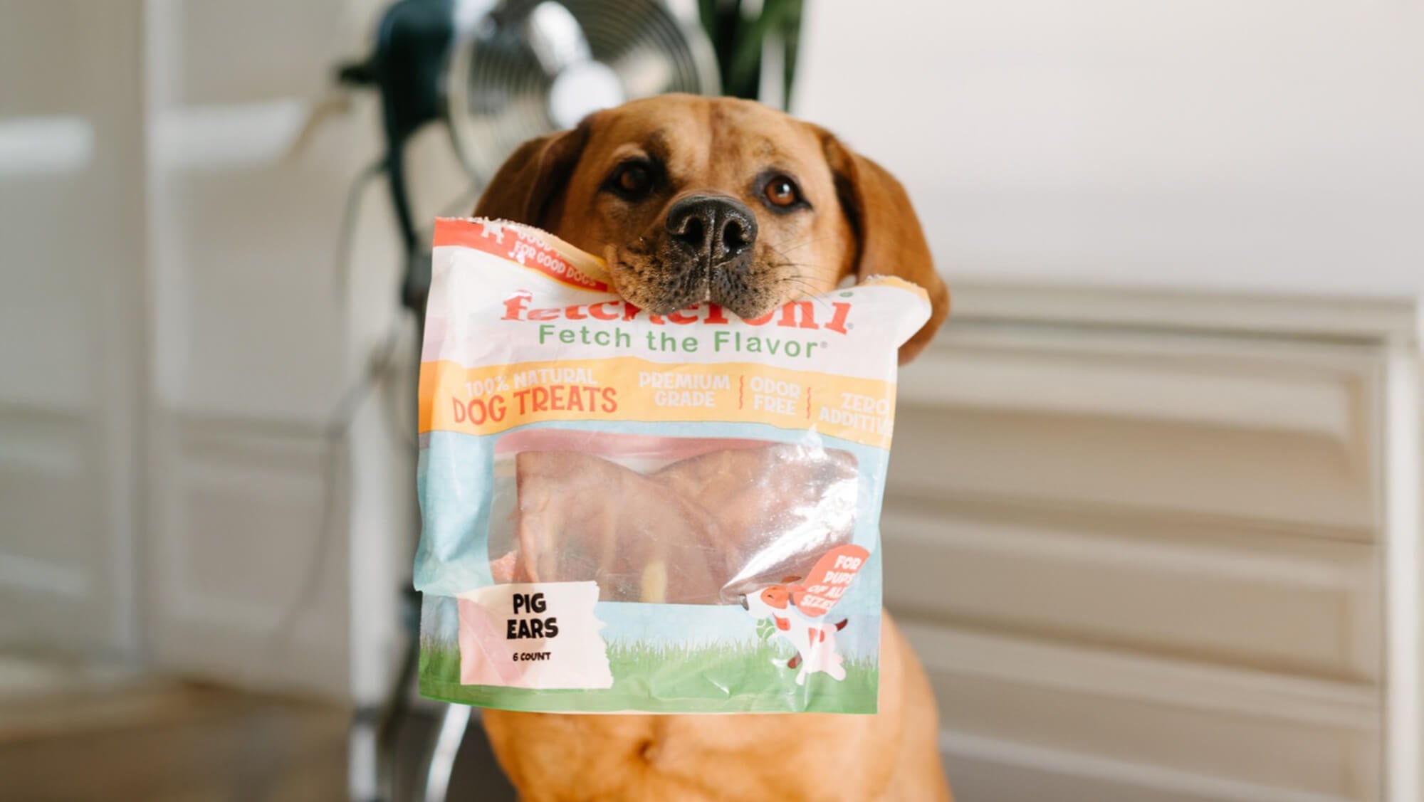 Guilt-Free Snacking: How to Balance Treats and Meals for a Healthy Pup