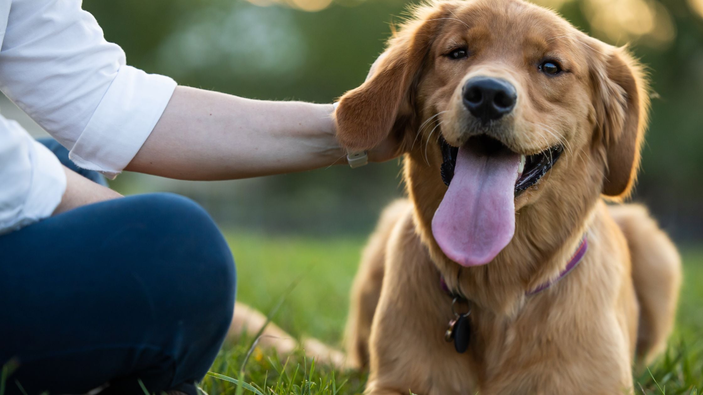The Best Limited-Ingredient Dog Treats for Sensitive Pups – Say Goodbye to Tummy Troubles!