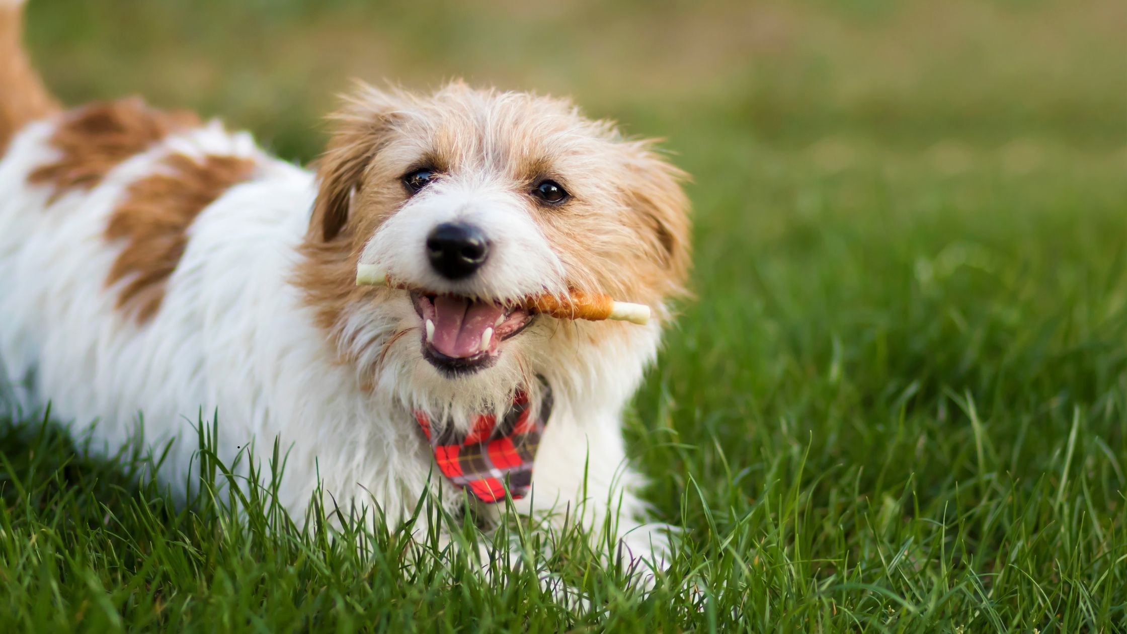 Balance of Durability and Safety Guides Selection of Dog Chews