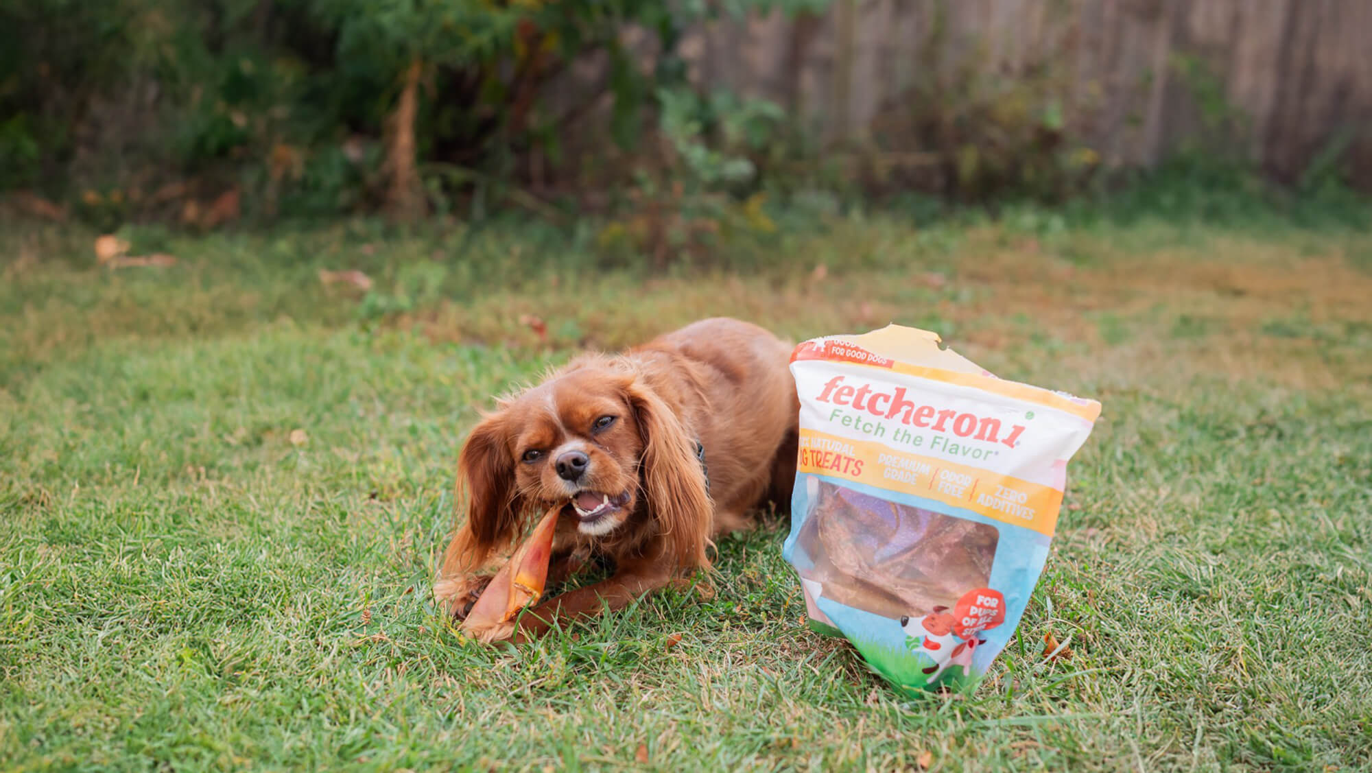 Training Your Dog: How Fetcheroni Treats Can Help Build Good Habits
