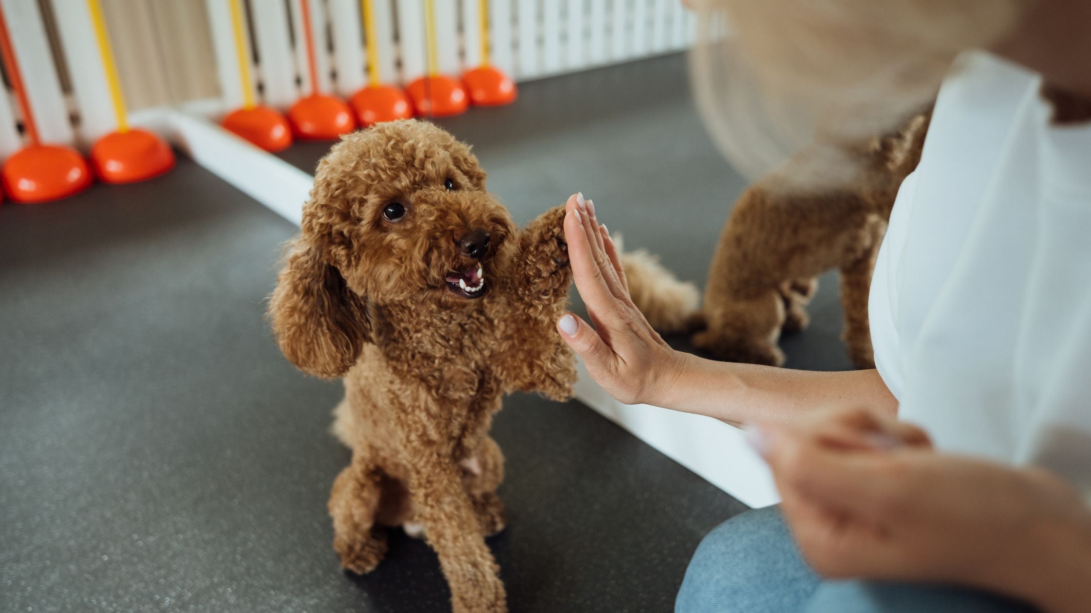 Pro Training Secrets with These Irresistible Dog Treats for All Sizes