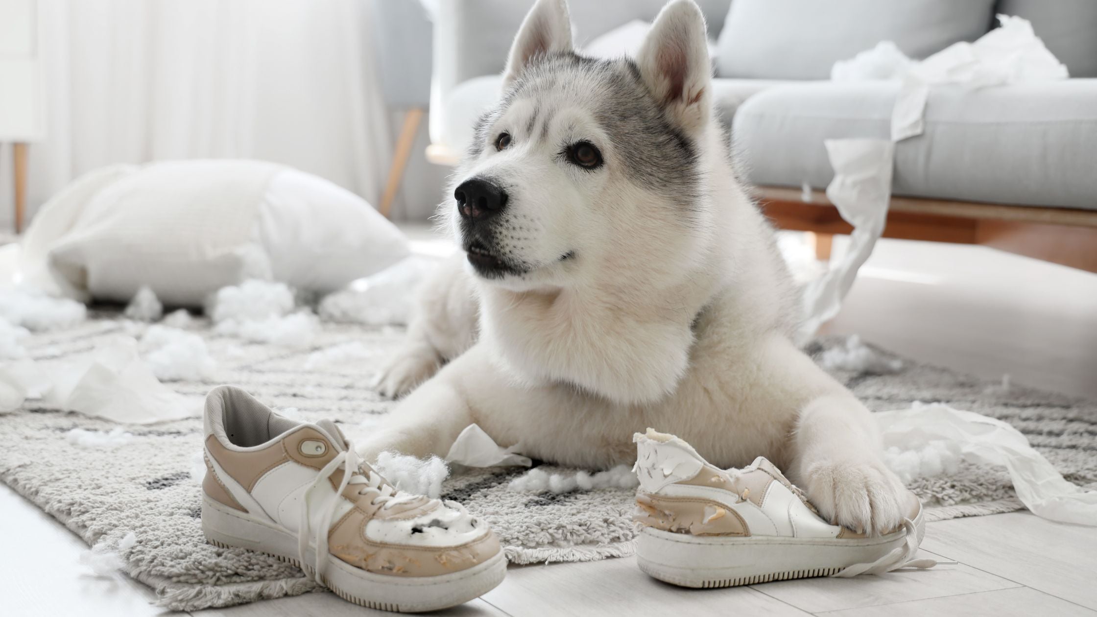Tired of Chewed Shoes? Try Natural Yak Cheese Chews and Bully Sticks That Redirect Energy