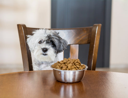 Single-Ingredient Products Simplify Choices for Pet Nutrition