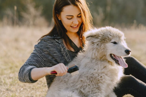 The Benefits of Collagen in Dog Treats for Skin and Coat