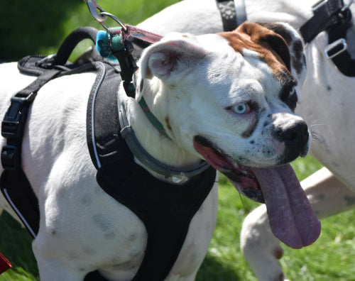 Cow Ears Provide Extended Chewing Time for Larger Breeds