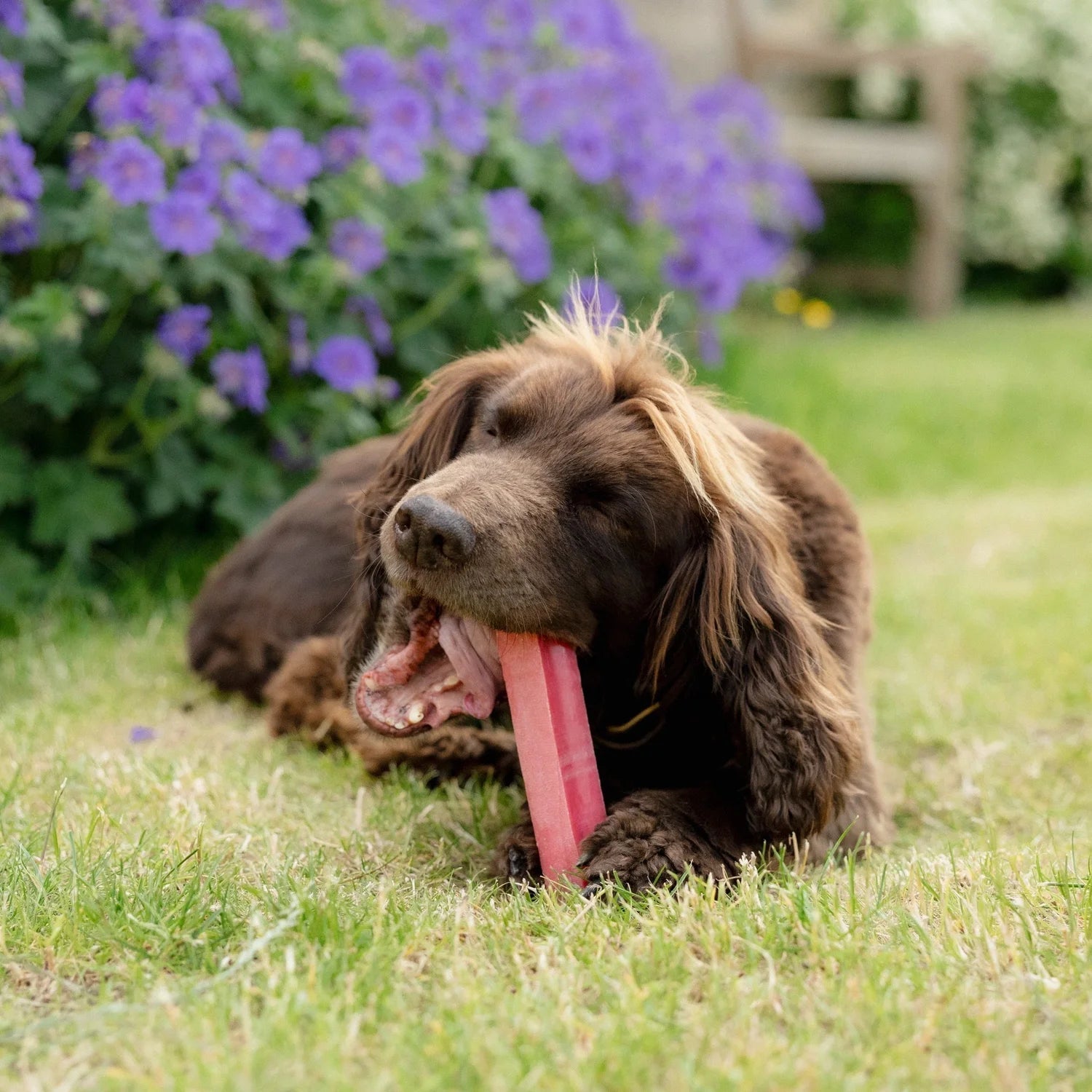 The Appeal of Himalayan Yak Chews in Diverse Households