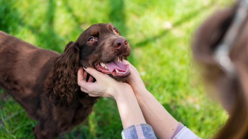 Long-Lasting Natural Chews Help Satisfy Dogs Instinct to Chew