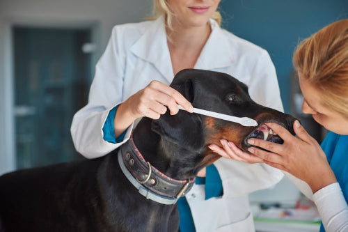 Mechanical Action of Natural Chews Supports Canine Dental Care