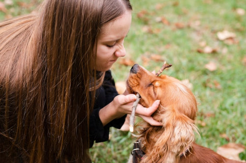 Pig Ears Provide Familiar Natural Chew for Contemporary Dogs