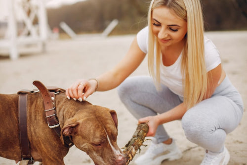 Natural Proteins in Dog Treats Support Muscle Health and Activity