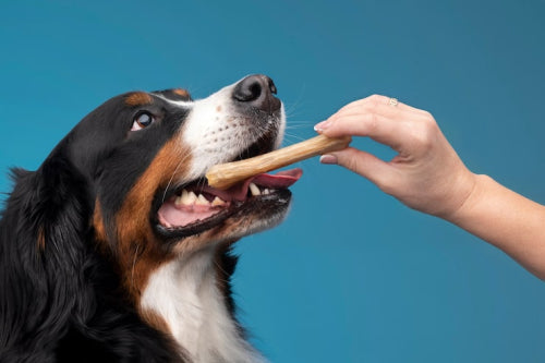 Natural Long-Lasting Chews Fulfill Dogs Innate Need to Chew