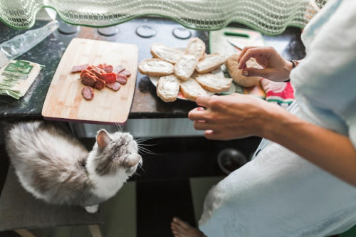 Traditional Natural Chews Find Place in Modern Pet Care Routines