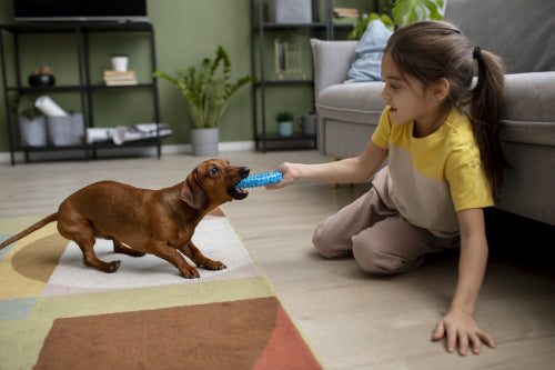 Owners Weigh Durability Against Other Factors in Chew Choices