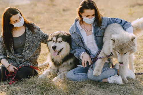 Expanded Range of Natural Options Meets Diverse Dog Needs