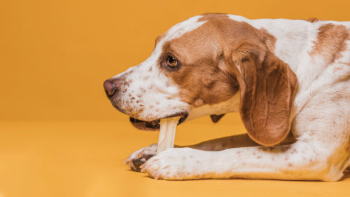 Top 5 Reasons Dogs Love Bully Sticks