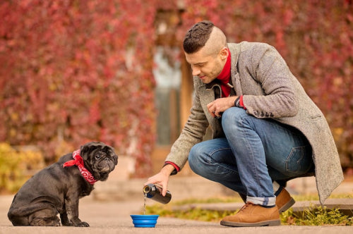 How to Pick the Best Dog Chews for Aggressive Chewers