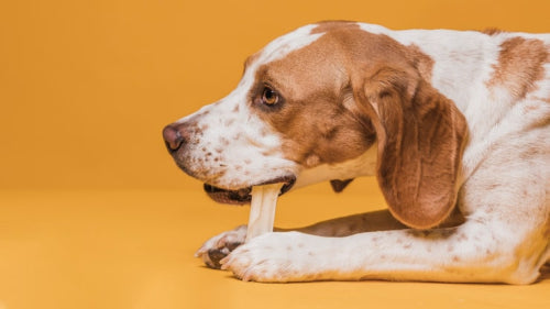 The Best Natural Dog Bones and Chews
