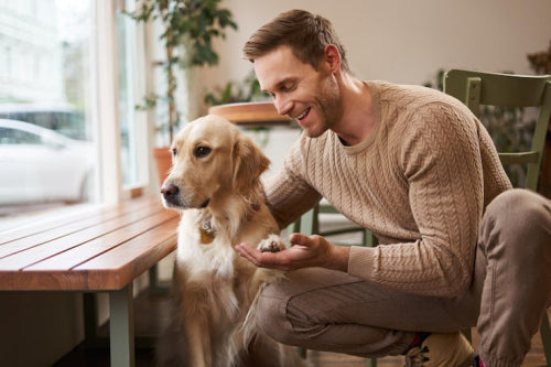 Why Organic Dog Treats Should Be a Priority
