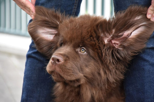 Are Cow Ears Good for Dogs? Here's What You Should Know