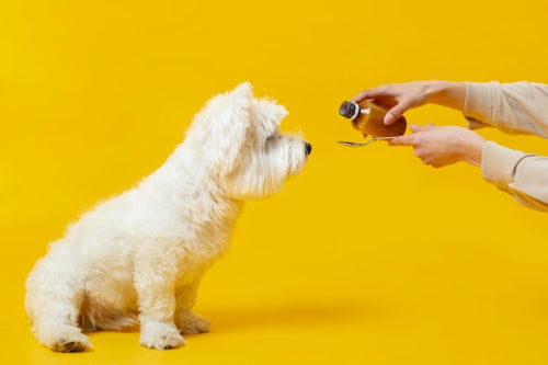 The Truth About Collagen Chews for Dogs