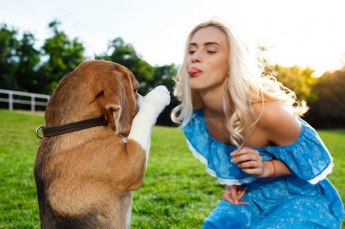 Why Dogs Love Beef Collagen Chews