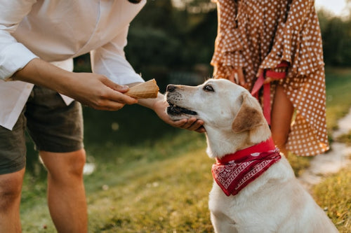 Healthy Dog Treats for Every Type of Dog