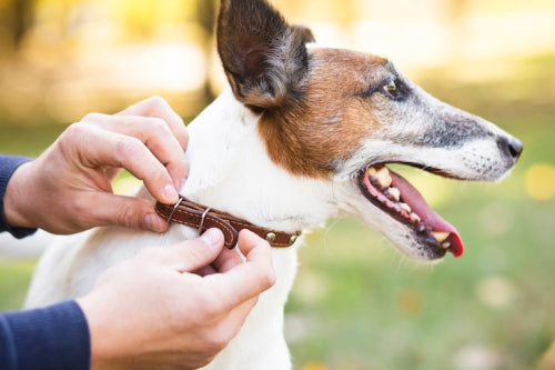 Best Chews for Aggressive Chewers: Keep Your Dog Safe