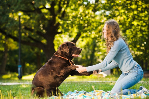 Natural Pet Treats: How They Support Your Dog's Health