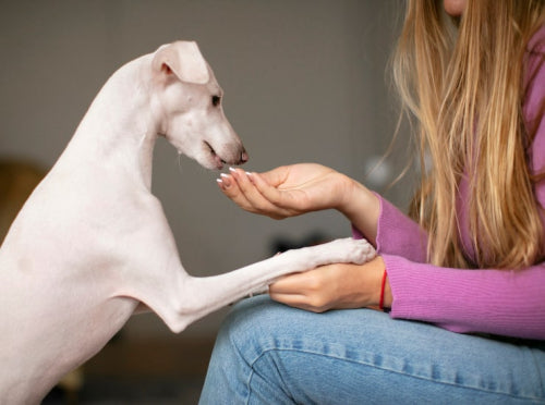 What Are the Benefits of Collagen Sticks for Dogs? Find Out