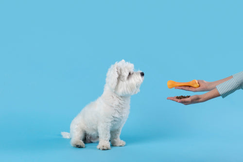 How Bully Sticks Improve Your Dog's Health: What You Need to Know