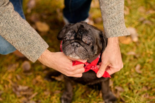 Are Yak Chews for Dogs Really Worth It? Find Out Here