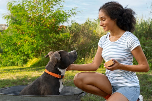 Choosing the Right Dog Treats for Health and Wellness