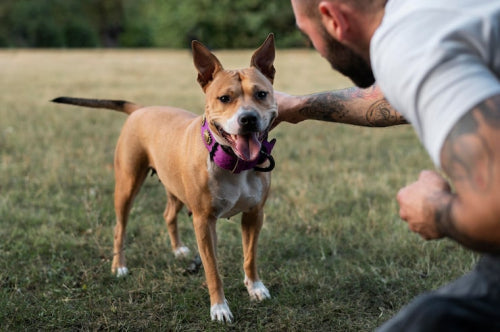 The Best Bully Sticks for Large Dogs: What You Should Know