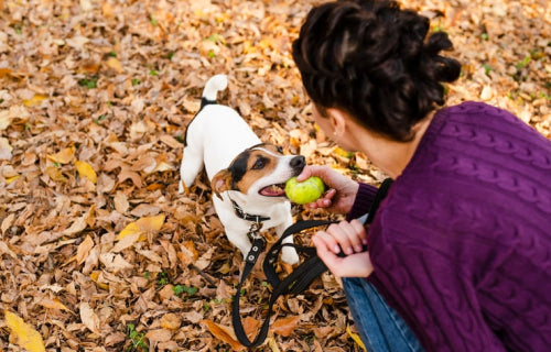 How to Find Chemical-Free Dog Treats That Your Pet Will Love