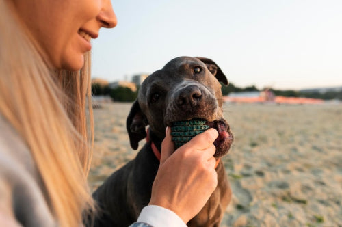 Best Healthy Dog Snacks for Active Dogs