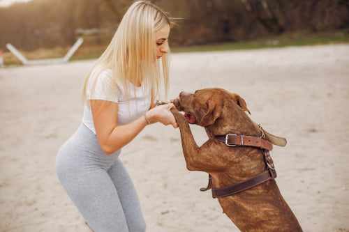 How Collagen Chews Improve Your Dog's Joint Health