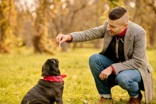 How to Choose the Best Dog Chews for Aggressive Chewers