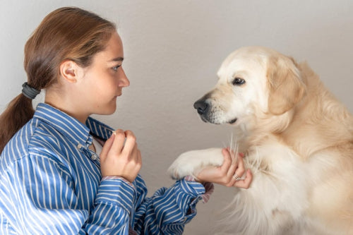 Why You Should Consider Cow Ears for Dogs
