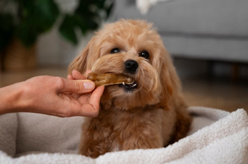 Top Natural Dog Chews That Are Perfect for Picky Eaters