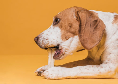Benefits of Using Natural Dog Bones for Healthy Teeth
