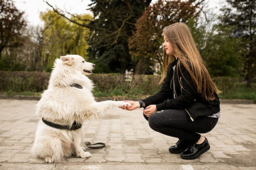 The Best Bully Sticks for Dogs: A Complete Guide