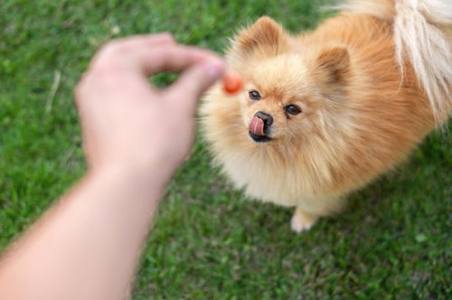 Discover the Benefits of Yak Cheese Chews for Dogs