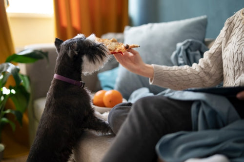 The Best Natural Dog Snacks for Picky Eaters