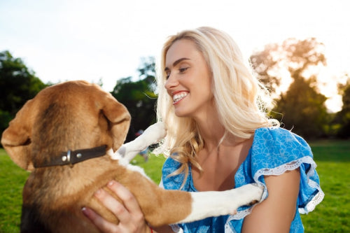 How Collagen Chews Benefit Your Dog's Joint Health