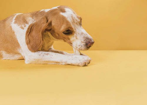 Benefits of Long-Lasting Dog Chews for Large Breeds