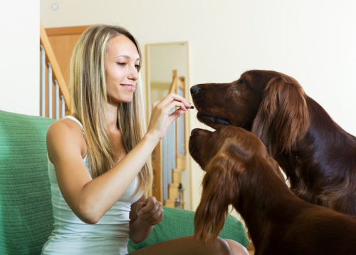 Cow Ears for Dogs: Why They're a Healthy Chew Option